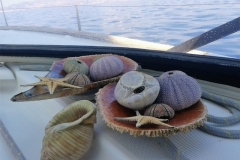 Private yacht charter for naturists